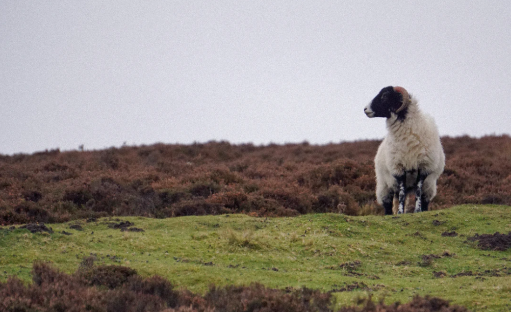 A Black and White Sheep stood on the North Yorkshire Moors.